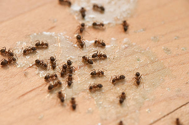  Cleveland, MS Pest Control Pros